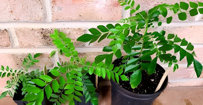 SHYAM Murraya koenigii Curry Leaf Tree Plant Seed(1 per packet)