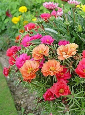 KANAYA Portulaca Multi-Color Flower Seeds For Your Home Gardening Seed(40 per packet)