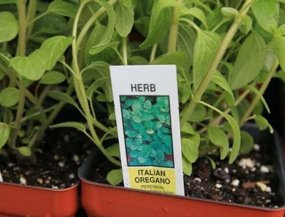 CYBEXIS VVI-4 - Oregano - Italian- - (1350 Seeds) Seed(1350 per packet)