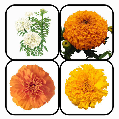 CYBEXIS Combo Of 4 Types MARIGOLD FLOWER Seeds Seed(10 g)