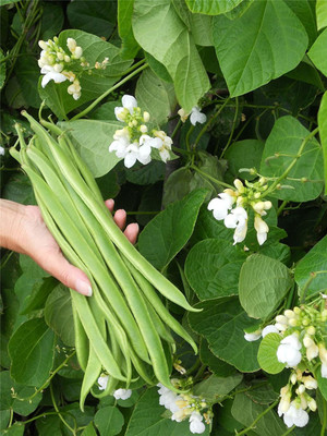 CYBEXIS Vegetable - Runner Bean - Moonlight Seeds200 Seeds Seed(200 per packet)