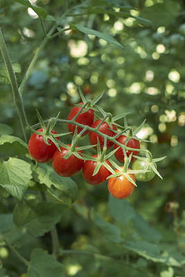 manushya life tomato Seed(25 per packet)
