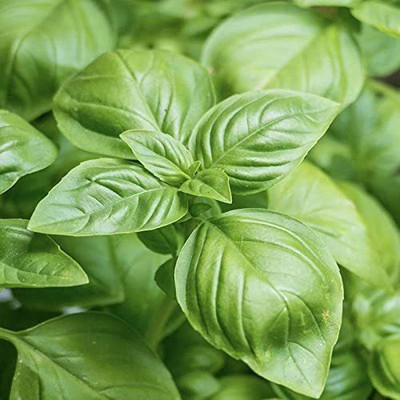 CYBEXIS GBPUT-78 - Sweet Basil Genovese Ocimum Basilicum - (4500 Seeds) Seed(4500 per packet)