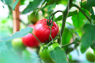 WHYGI tomato Seed(135 per packet)
