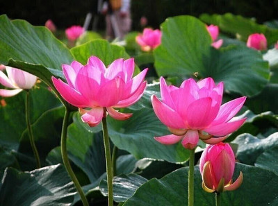 Finiox Lotus Seed(6 per packet)