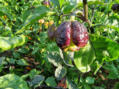 KNESSiN Fast Growing Pockmark Peach Chilli Seeds for Home Gardening-(2400 Seeds) Seed(2400 per packet)