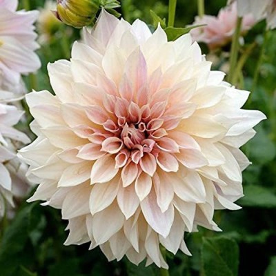 Aywal Dahlia Mixed Seeds Cactus Dwarf Rare Flower Seed(30 per packet)