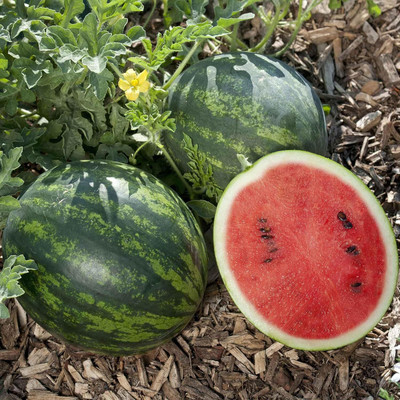 KNESSiN High Germination Mini Love Watermelon Seeds For Planting-(50 Seeds) Seed(50 per packet)