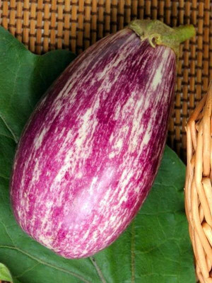 KNESSiN Rosa Bianca Brinjal-[5gm] Seed(1000 per packet)