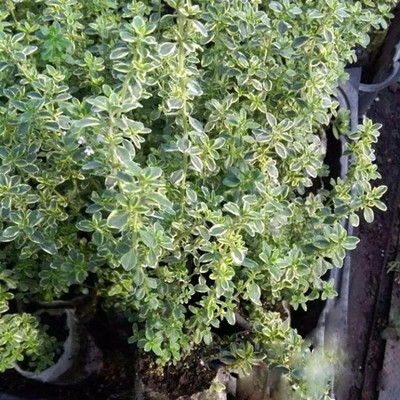 Qualtivate GBPT-9A Lemon Thyme Thymus Citriodorus Seed(50 per packet)