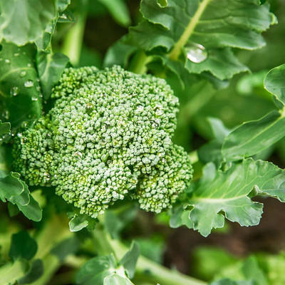 VibeX ® LXI-540 Organic Broccoli Seeds for Garden Seed(200 per packet)