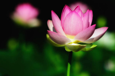 SIDDHI AGENCIES lotus,kamal gatta Seed(14 per packet)