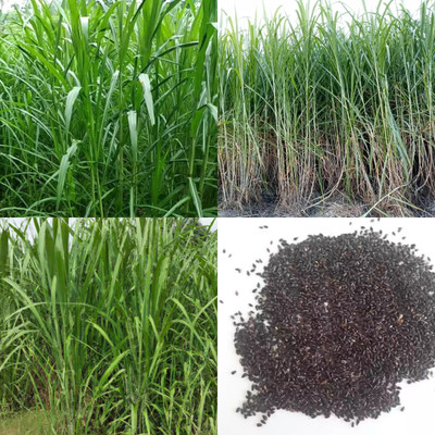 ibains Red napier grass seeds 1250 Seed(1250 per packet)
