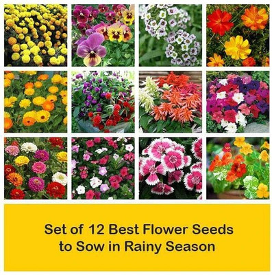 CYBEXIS Set of 12 Best Flower Seeds to Sow in Winter Season Seed(10 g)