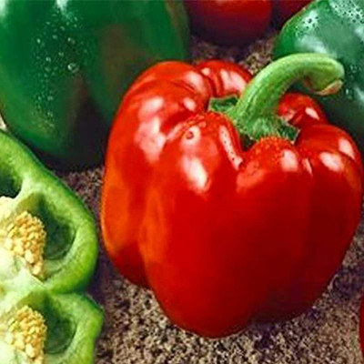 CYBEXIS Organic Red Capsicum Seeds600 Seeds Seed(600 per packet)