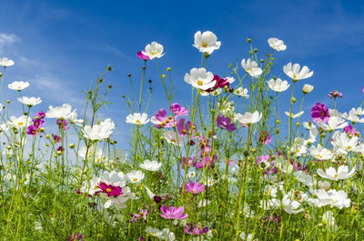ZIXA Cosmos bipinnatus Seed(10 per packet)