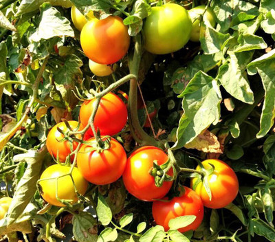 the green dotcom Fresh Tamato Hybrid Eco-friendly Seed(105 per packet)