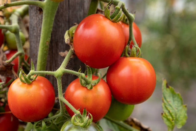 BJUBAS tomato Seed(85 per packet)