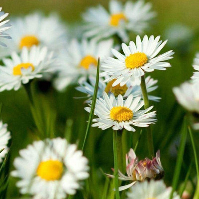 CYBEXIS NBIR-76 - Nobile Roman Chamomile - (750 Seeds) Seed(750 per packet)