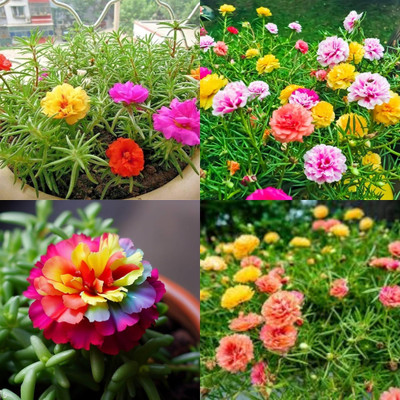 ibains moss rose seeds all colours hybrid 26 Seed(26 per packet)