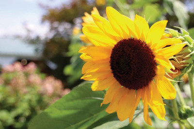 DEYS AGRO ™ sunflower seeds for planting,hybrid sunflower flower seeds Seed(18 per packet)