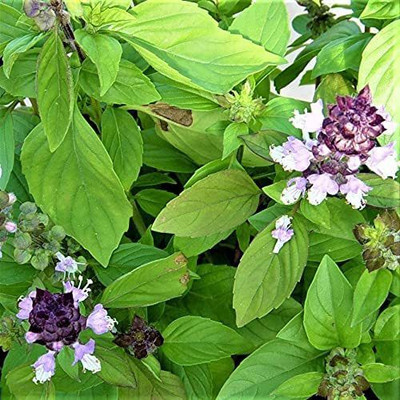 VibeX ® LXI-5 Basil Cinnamon Ocimum Basilicum Seed(1000 per packet)