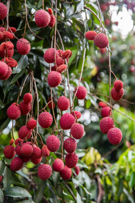 MAA LITCHI,LICHEE,LYCHEE Seed(11 per packet)