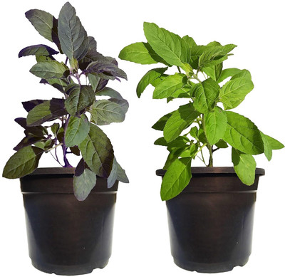 LPR TULSI, BASIL SEEDS Seed(30 per packet)