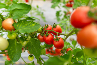 SeedLife tomato Seed(25 per packet)