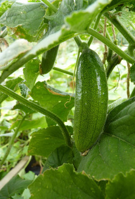 AFARTIOBINA 72 PCS CUCUMBER SEEDS Seed(72 per packet)