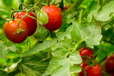 Nak tomato Seed(85 per packet)