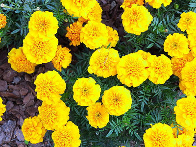 Shudh Online marigold,gende ka phool seeds Seed(22 per packet)