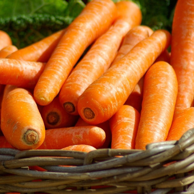 ZIFR Orange Carrot/Gaajar Gardening Seed(500 per packet)