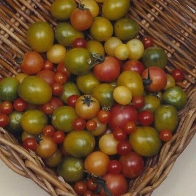 Qualtivate PUA-2A Tomato - Rainbow Cherry Seed(300 per packet)