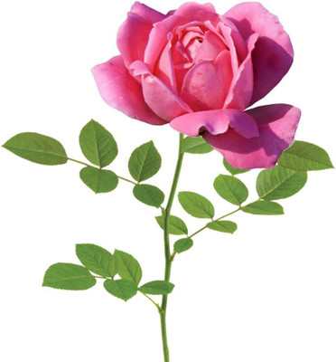 WILLVINE XL-356 Double Pink Knock Out Rose Seeds Seed(50 per packet)