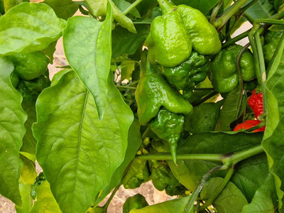 Biosnyg Open-Pollinated Apocalypse Red Chilli Seeds for Home Gardening-(2000 Seeds) Seed(2000 per packet)