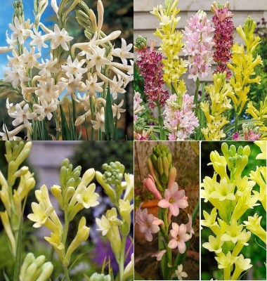 ibains Rajnigandha flower bulbs tuberose plant biij 15 Seed(15 per packet)