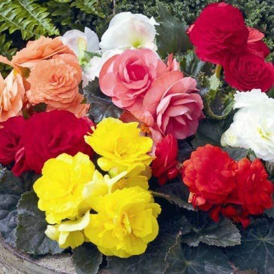 CYBEXIS NDIR-34 - Mixed Double Begonias - (90 Seeds) Seed(90 per packet)