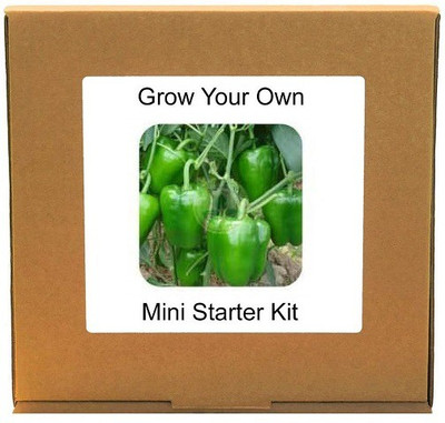 CYBEXIS Capsicum Green2400 Seeds Seed(2400 per packet)