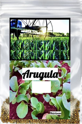 CYBEXIS HUA-99 - Arugula Salad Rocket - (2250 Seeds) Seed(2250 per packet)