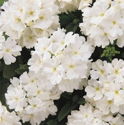 BDSresolve New verbena seeds PACK OF 86 Seed(86 per packet)