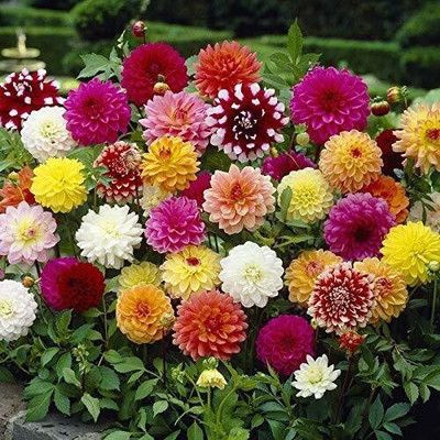 KANAYA Dahlia Double Figaro Mix Seed(55 per packet)