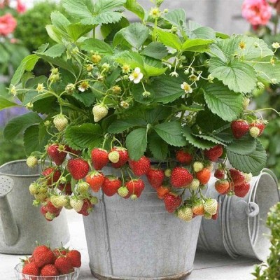 Lorvox Delicious Fruit Strawberry Seeds Red Yellow Mixed Seed(50 per packet)