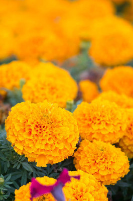 Hybrid Galaxy marigold/gende ka phool flower seeds Seed(25 per packet)