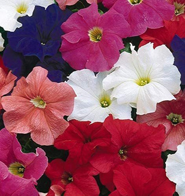 CYBEXIS PUAS-43 - Petunia Unicum Mix F1 - (540 Seeds) Seed(540 per packet)