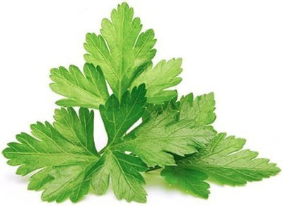 VibeX VXI-2 - Calypso Cilantro - (2250 Seeds) Seed(2250 per packet)