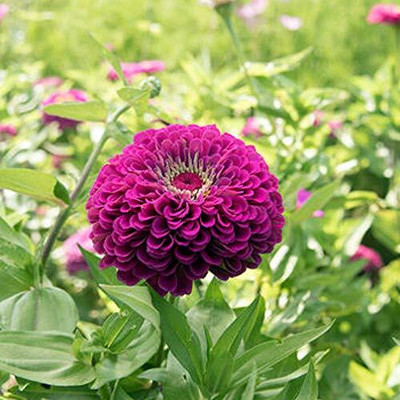 Lorvox Zinnia double Flower Seed(20 per packet)