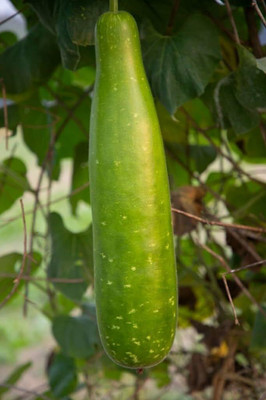 Pbevergreen Bottle gourd seeds PACK OF 24 Seed(24 per packet)
