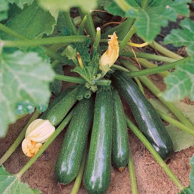 Aywal F1 Hybrid Zucchini Green Seed(30 per packet)