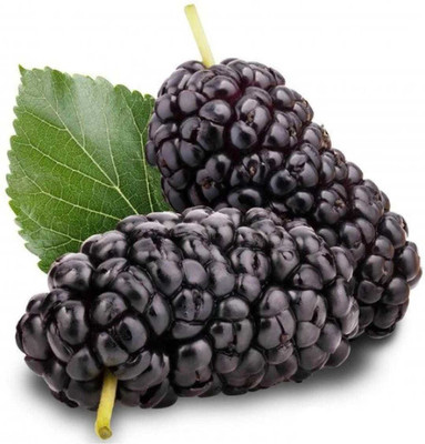 Oliver mulberry(shahatoot) Seed(24 per packet)